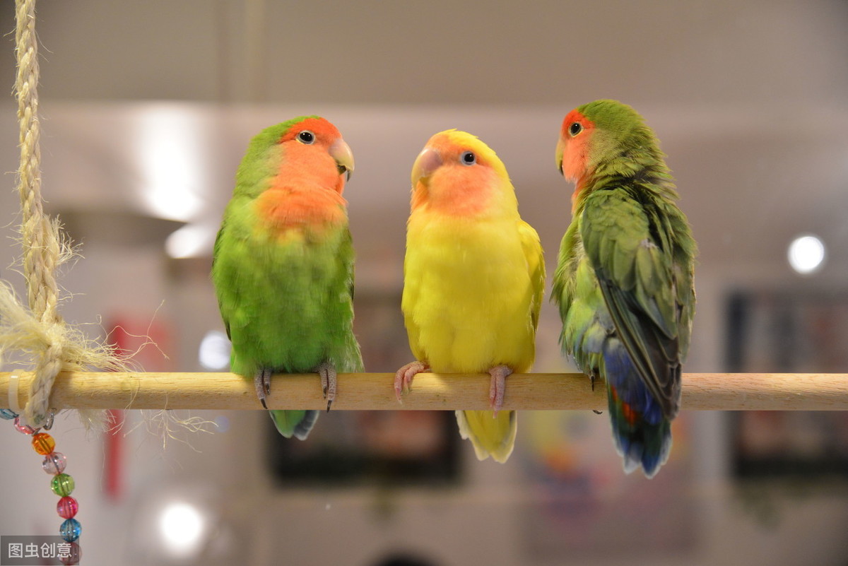 養玄鳳鸚鵡千萬不要養兩隻 兩隻公玄鳳一起養會打架嗎