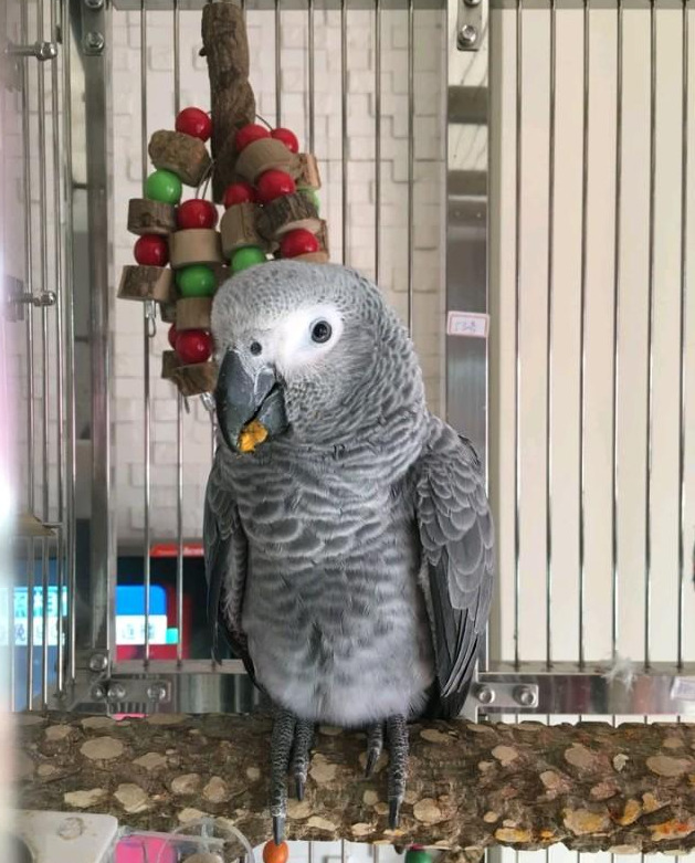 養玄鳳鸚鵡千萬不要養兩隻 兩隻公玄鳳一起養會打架嗎