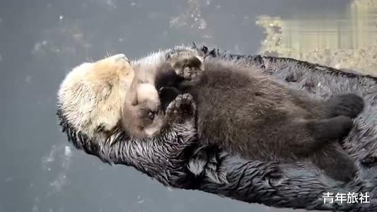 中國真正的水鬼是什麼動物 動物水鬼水猴子長什麼樣