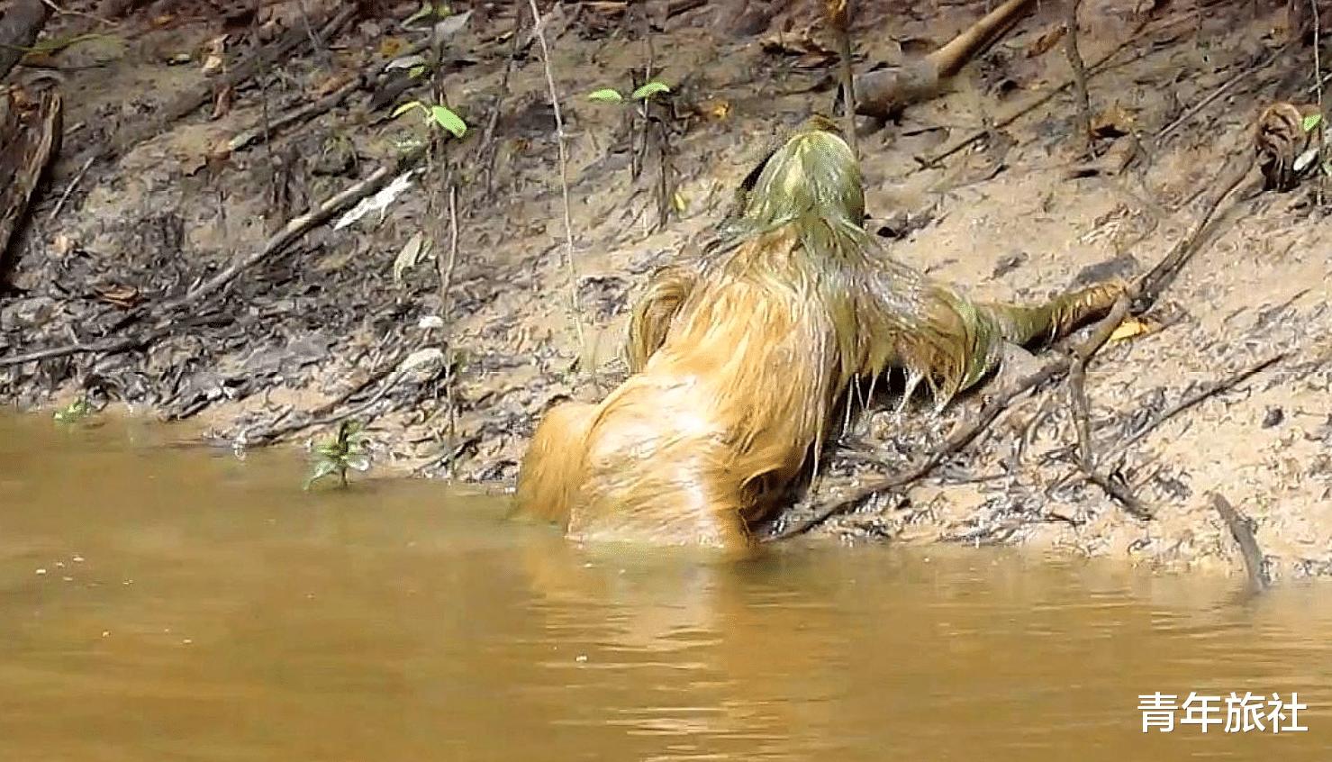 中國真正的水鬼是什麼動物 動物水鬼水猴子長什麼樣
