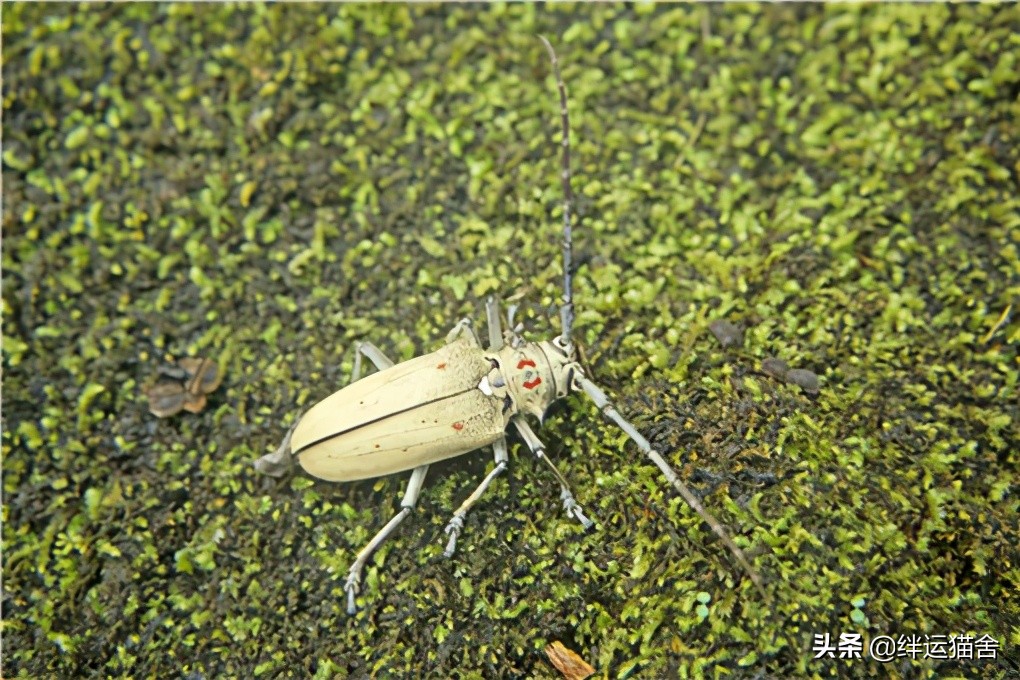 天牛是什麼動物 天牛長什麼樣有沒有毒