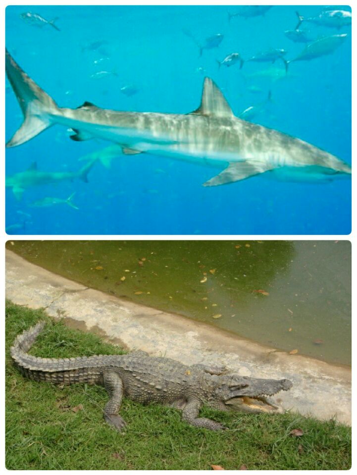 鱷魚和鯊魚哪個厲害 鯊魚大戰鱷魚到底誰更強