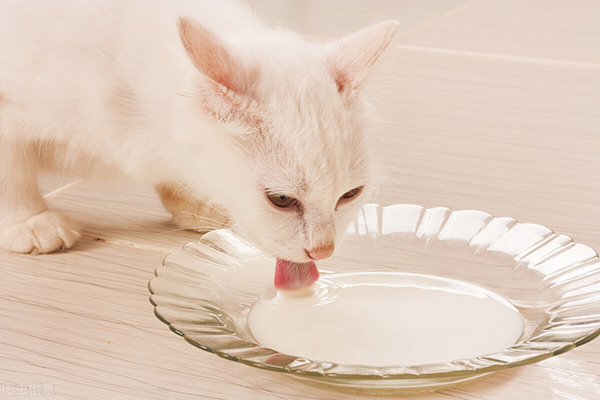 貓咪吐黃水有泡沫沒有精神吃什麼藥 貓咪吐黃水是怎麼回事