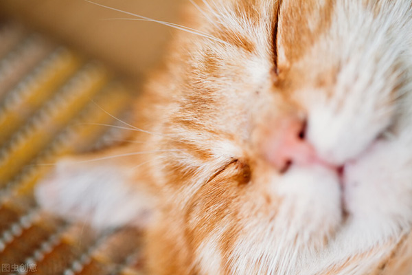 貓咪吐黃水有泡沫沒有精神吃什麼藥 貓咪吐黃水是怎麼回事