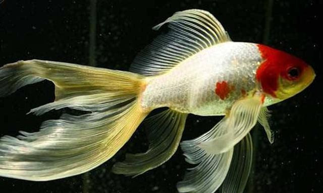 草金魚壽命一般有多長時間 觀賞草金魚能活多少年