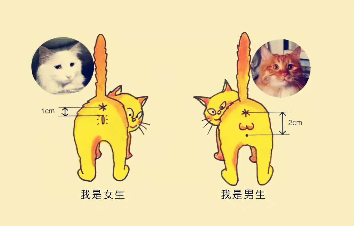 剛出生的小貓怎麼看公母 新出生的小貓怎麼分辨公母