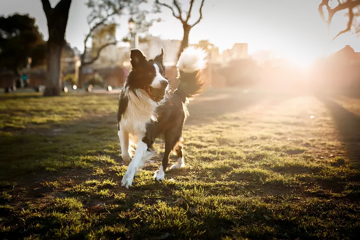 柯利犬為什麼不能用驅蟲藥 德牧到底是不是柯利犬