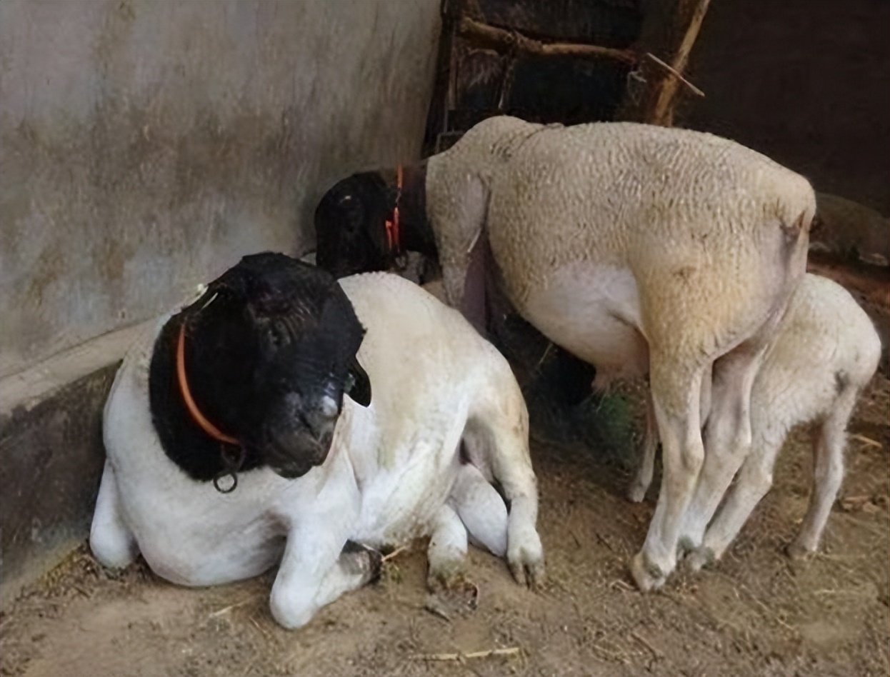 羊肚子脹氣怎麼迅速治 吃奶小羊肚子脹氣的解決方法