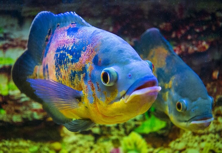 地圖魚為什麼總斜躺著 地圖魚老是側身躺著是什麼原因