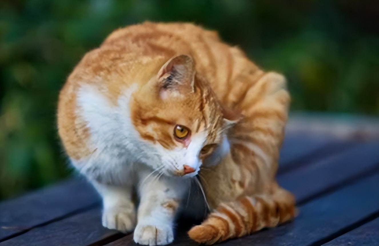 貓癬初期癥狀圖長什麼樣 貓咪得瞭貓蘚怎麼治療好得快