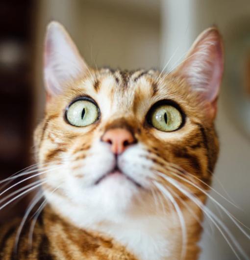 成貓會用貓砂的貓突然亂拉屎 貓突然在傢裡亂拉粑粑的原因