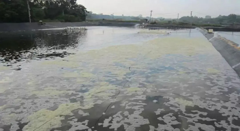 魚塘的魚不吃食是什麼原因 河裡的魚不進食咋回事