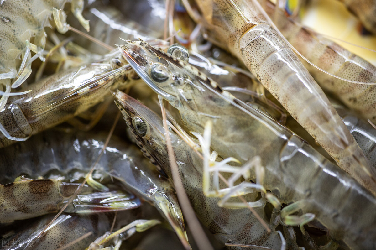 對蝦養殖成本與利潤 農村淡水蝦養殖真的會賺錢嗎