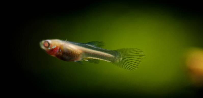 鳳尾魚小崽怎麼養活長得快 小鳳尾魚的養殖方法大全