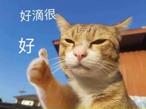 貓配種需要放一起多久時間 貓咪一般需要借配幾天就懷孕瞭