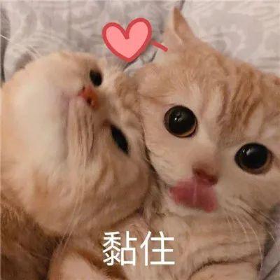 貓配種需要放一起多久時間 貓咪一般需要借配幾天就懷孕瞭