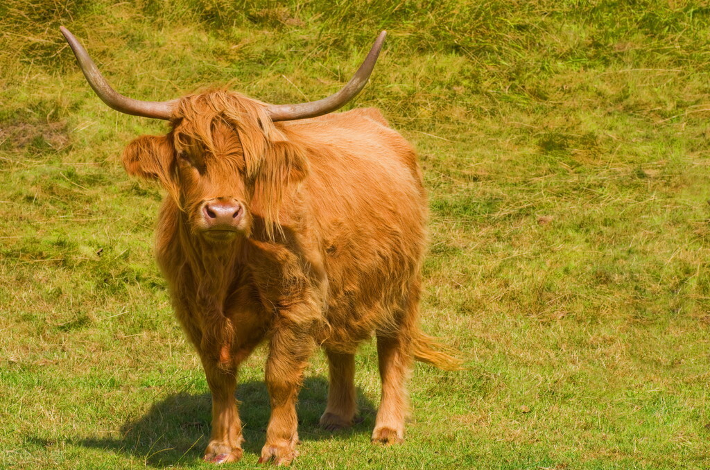 一頭牛有多重 一頭正常的成年牛大概多少斤