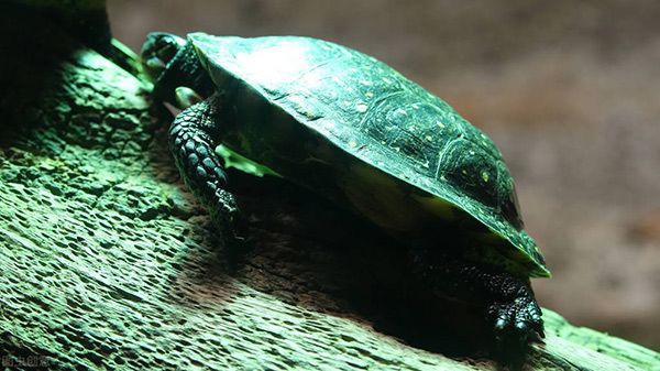 中華草龜怎麼養吃什麼食物 中華龜的傢庭飼養方法