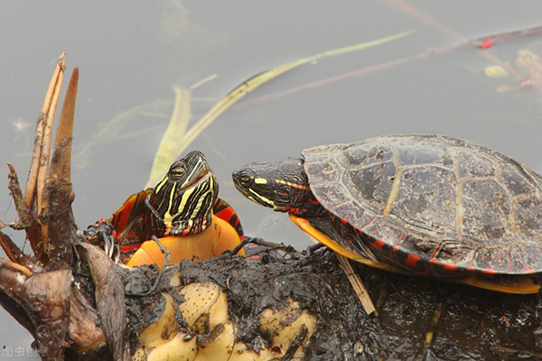 中華草龜怎麼養吃什麼食物 中華龜的傢庭飼養方法