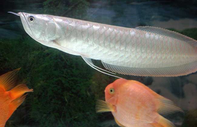 銀龍魚價格多少錢一隻 銀龍魚喂養什麼飼料最好