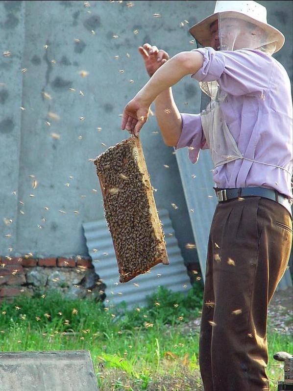蜜蜂養殖十大忌諱 新手蜜蜂養殖要謹記的知識