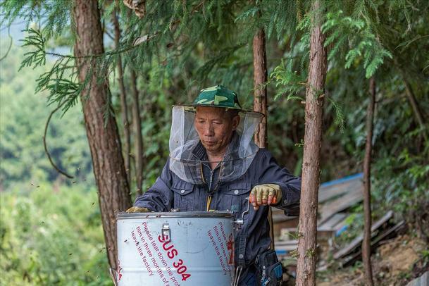 蜜蜂養殖十大忌諱 新手蜜蜂養殖要謹記的知識