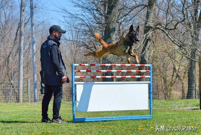 馬犬的訓練方法 馬犬的基礎動作訓練步驟教程