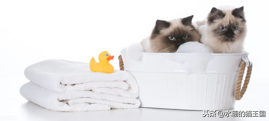 幼貓太臟瞭 不能洗澡怎麼辦 小寵物貓身上臭怎麼做清潔
