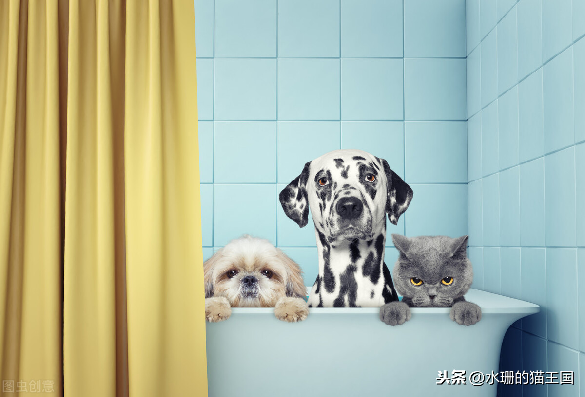 幼貓太臟瞭 不能洗澡怎麼辦 小寵物貓身上臭怎麼做清潔