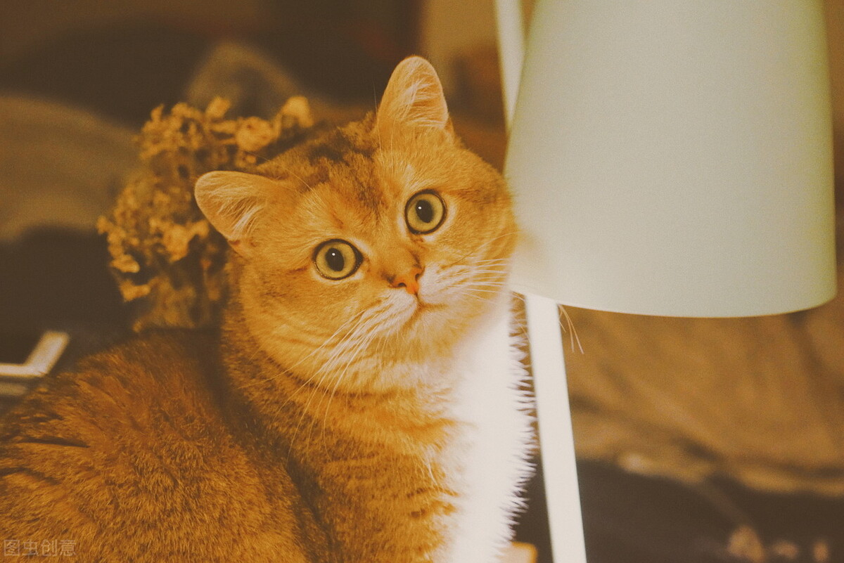 金漸層貓怎麼看品相好壞 如何辨別金漸層是不是純種