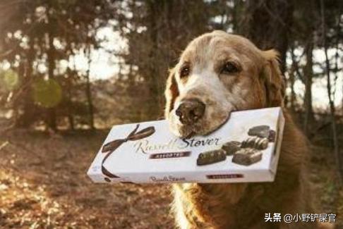 狗吃巧克力會死嗎 狗狗誤食巧克力怎麼補救