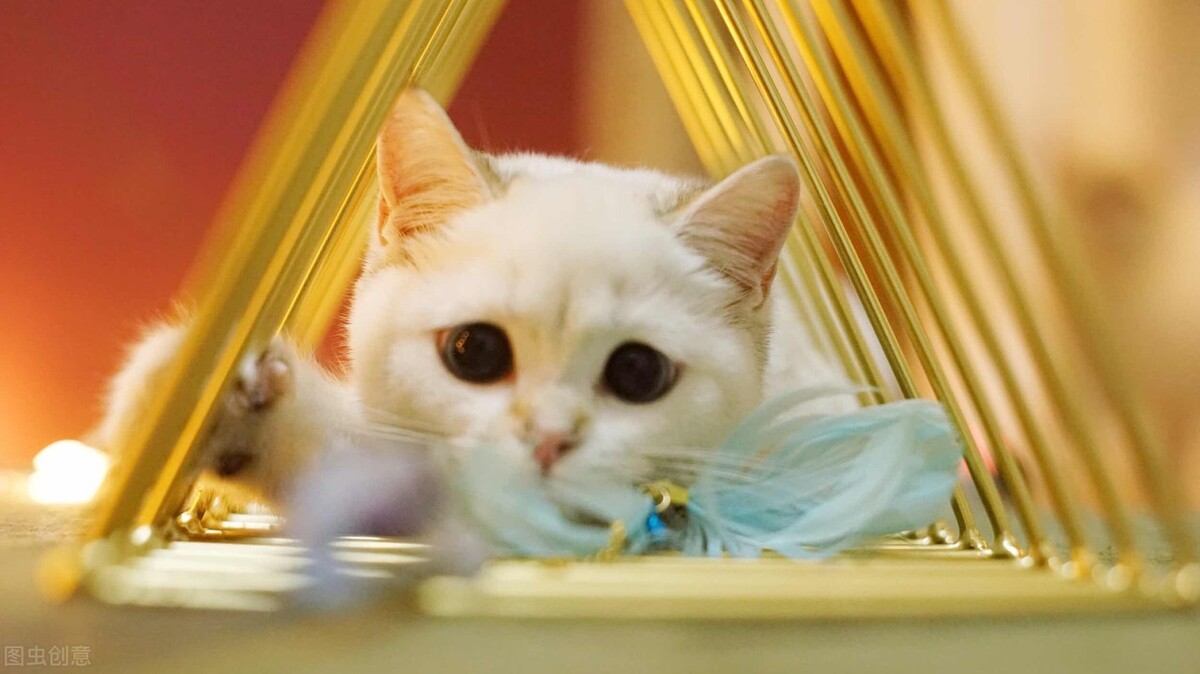金點貓一般在什麼價位 金點長毛貓怎麼看品相