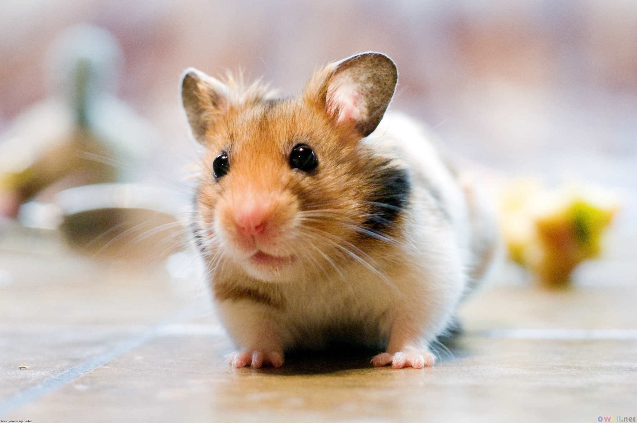 倉鼠有細菌嗎給人帶有危害嗎 倉鼠能傳染疾病麼