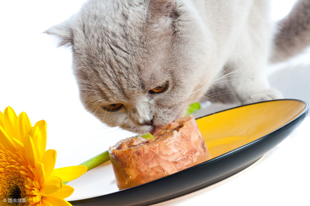 貓吃生肉好還是熟肉好 寵物貓吃熟肉和生骨肉區別
