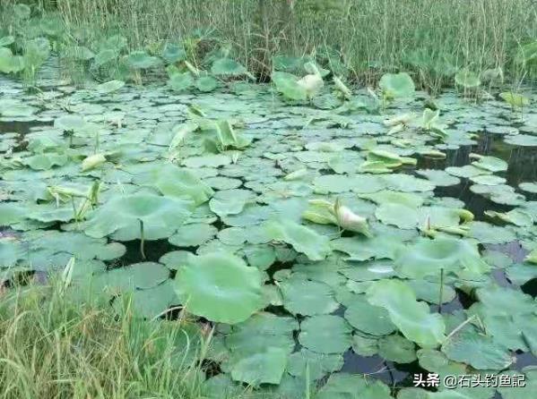 釣魚打窩後沒口要換釣點嗎 野釣鯽魚怎麼打窩