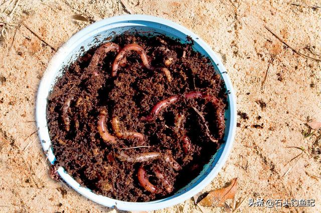 釣魚經常在老窩釣好嗎 野釣鯽魚老窩子好還是新窩子好