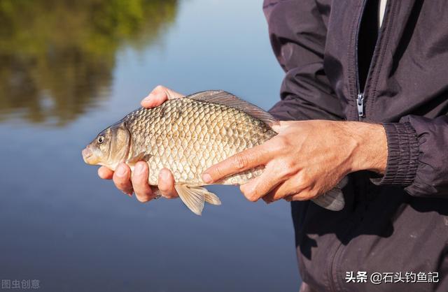 拉餌釣魚下拉浮漂十公分的原因 野釣鯽魚用搓餌還是拉餌