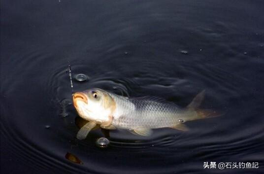 河裡有大鯉魚為何釣不到 野釣鯉魚不吃鉤怎麼辦