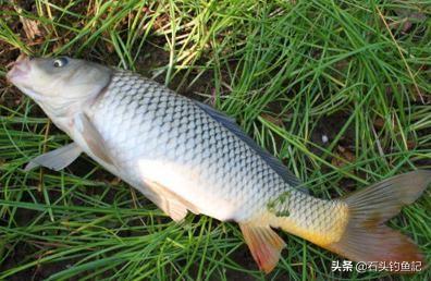 河裡有大鯉魚為何釣不到 野釣鯉魚不吃鉤怎麼辦