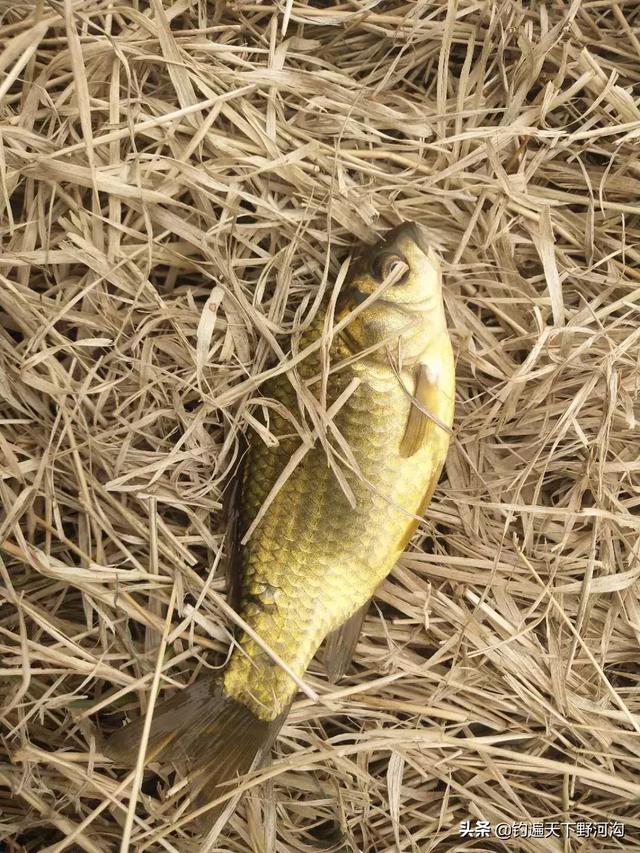 野釣魚鉤有倒刺好還是無倒刺好 哪個更好用