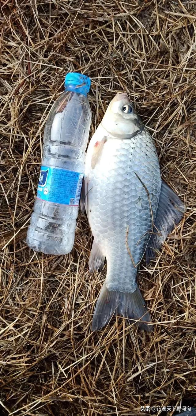 野釣魚鉤有倒刺好還是無倒刺好 哪個更好用