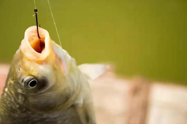 魚鉤的漂浮該怎麼放置 根據魚咬上鉤的調漂方法