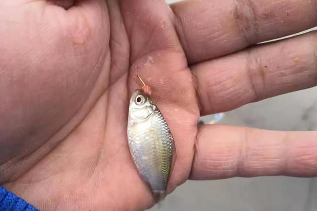 釣鯽魚餌料怎麼調配拉餌 野釣鯽魚用什麼餌料好