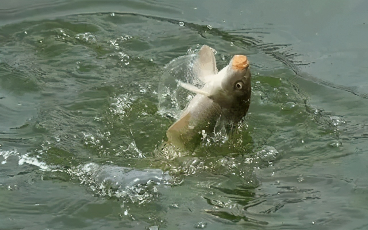 釣魚時魚上浮還能釣嗎 大魚上浮不吃餌怎麼釣