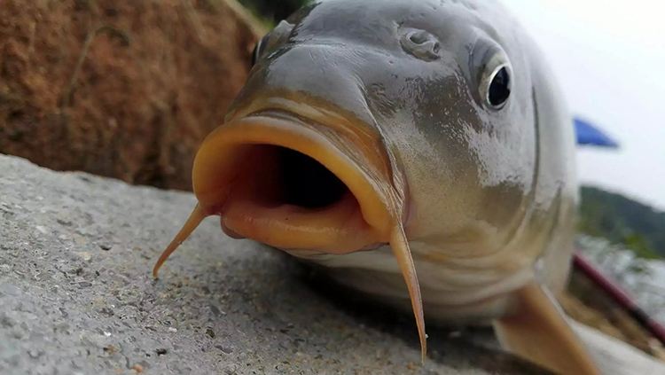 釣魚時魚上浮還能釣嗎 大魚上浮不吃餌怎麼釣