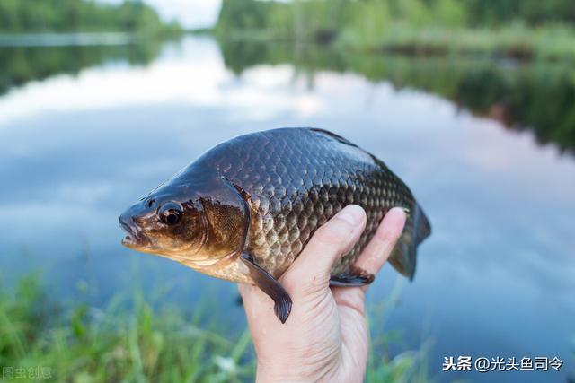 秋冬釣鯽魚用什麼餌料 氣溫低野釣鯽魚用蚯蚓好嗎