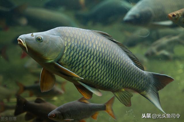 怎麼判斷水裡有什麼魚種 釣魚怎麼知道水底有沒有魚