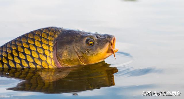 秋季釣不到魚的原因 初秋氣溫驟降溫差大適合釣魚嗎