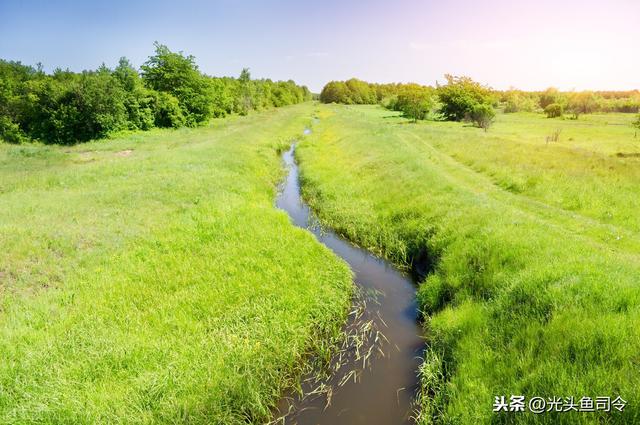 農村稻田裡野生鱔魚多不多 野生黃鱔魚為什麼很少有人賣