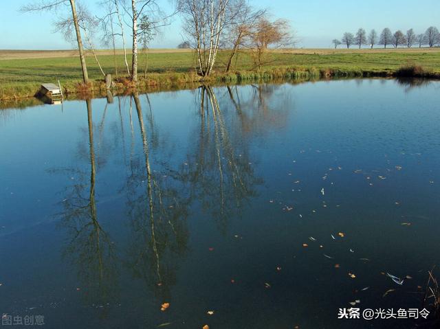 農村稻田裡野生鱔魚多不多 野生黃鱔魚為什麼很少有人賣